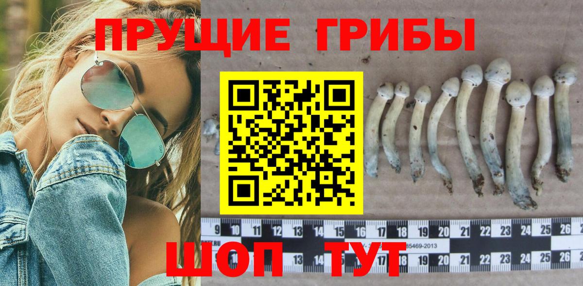 закладка  Вход с VPN  Галлюциногенные грибы прущие грибы  Гатчина  Псилоцибиновые грибы Magic Shrooms 